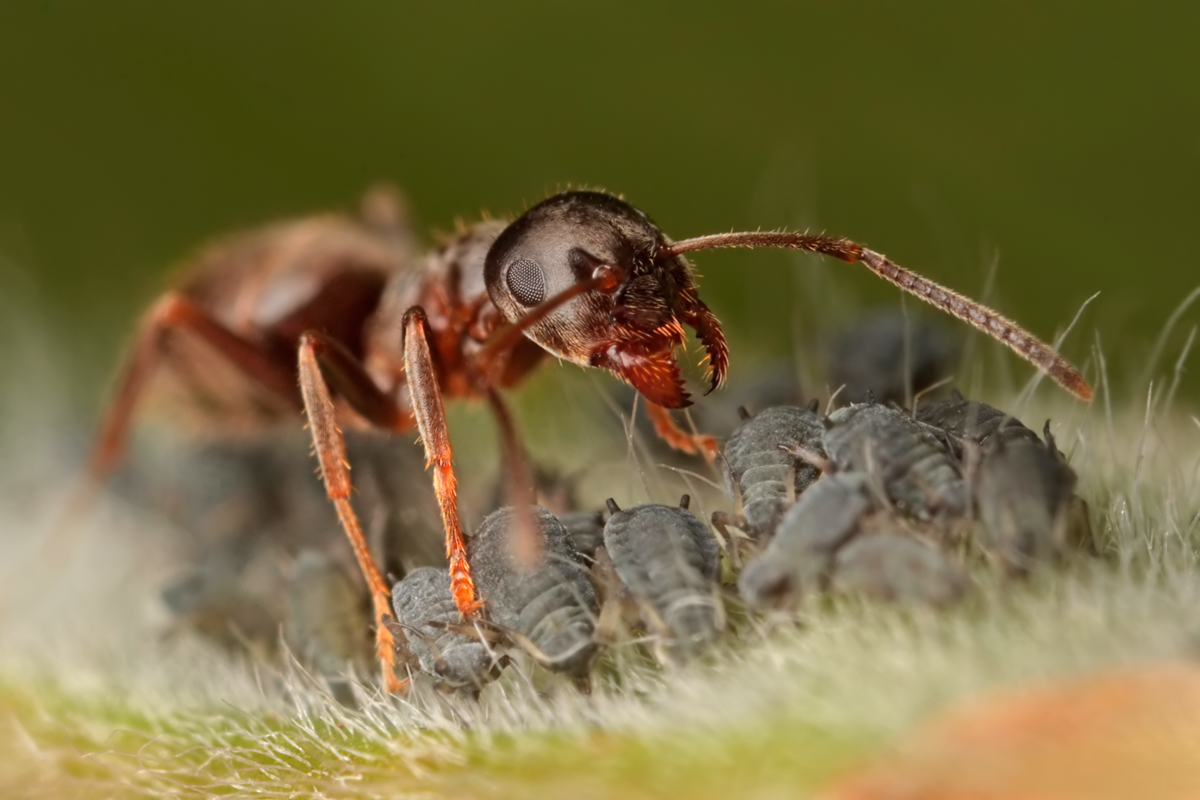 Black Ant with aphids